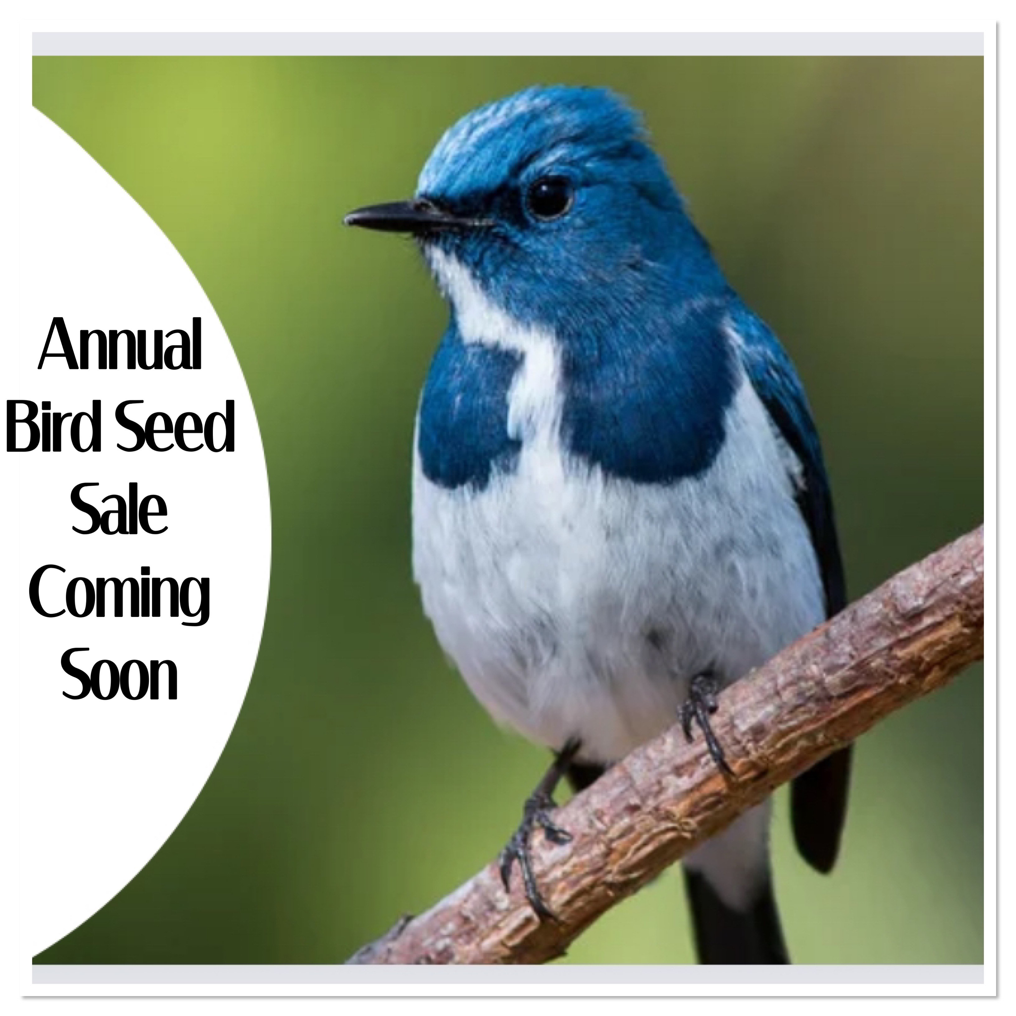 Bird Seed Sale Snow Melt
