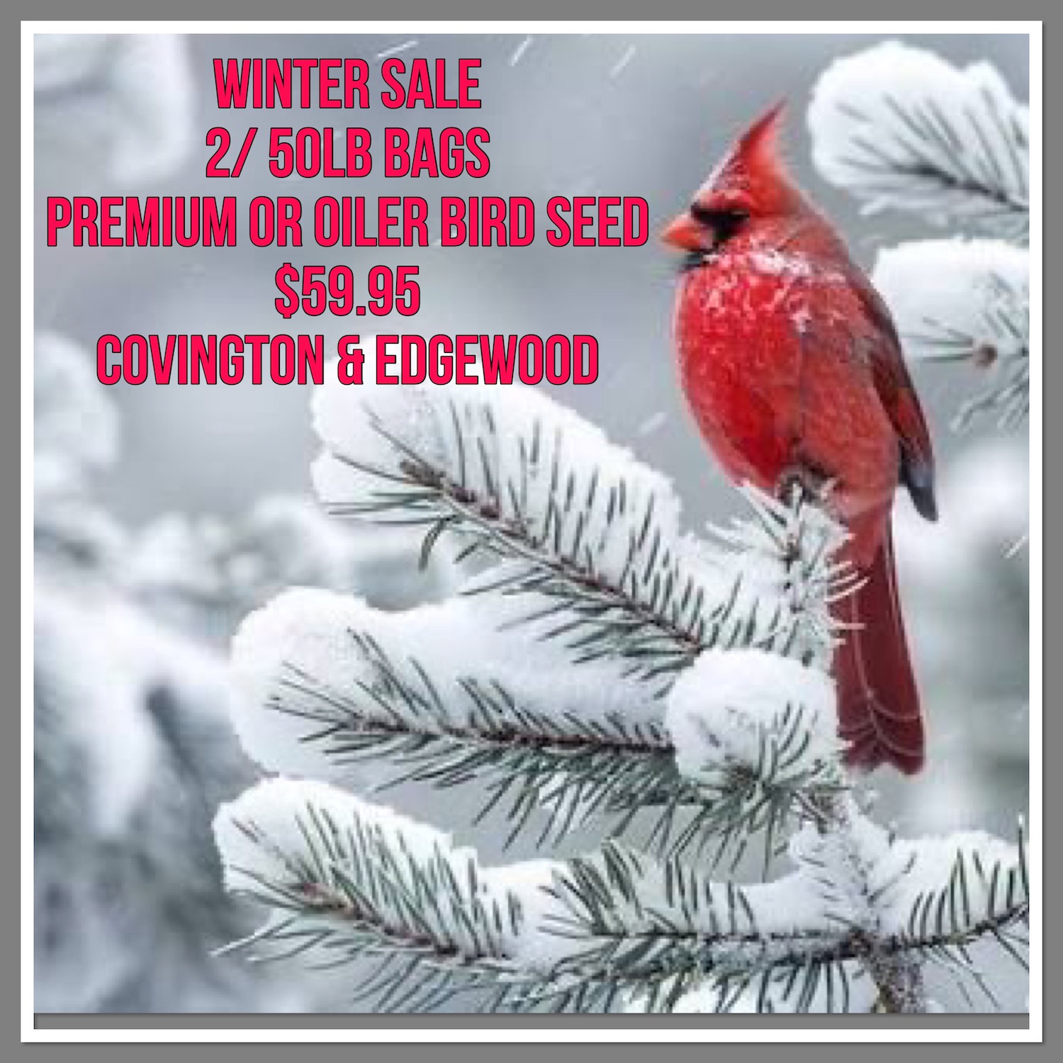 Bird Seed Sale